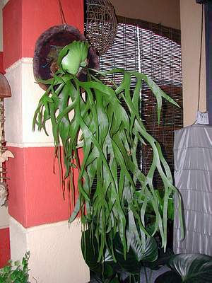 Staghorn Fern Tanduk Rusa Platycerium in Malaysia