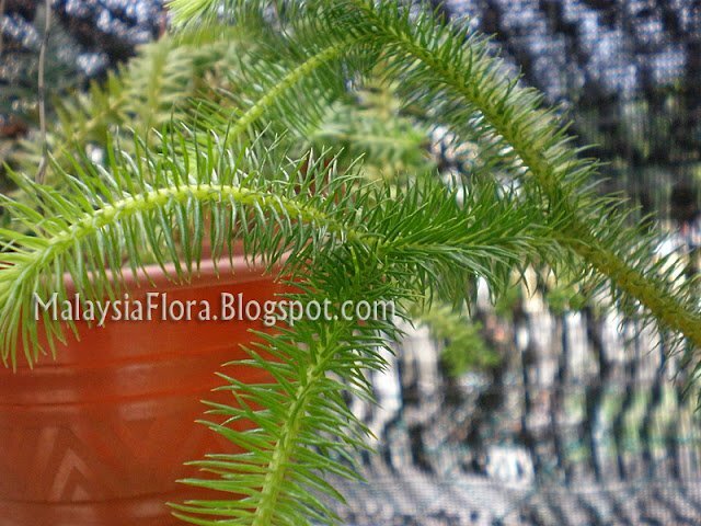 Ekor Kuching Lycopodium Fern Phlegmariurus Squarrosus