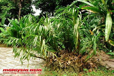 Tiger Orchid or Orkid Harimau Malaysia