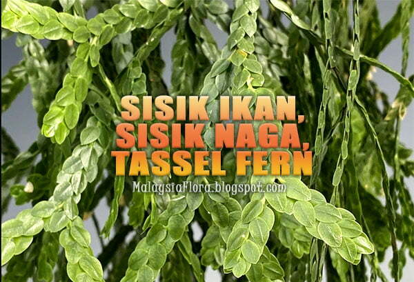 Sisik Ikan Fern, Sisik Naga Tassel Fern