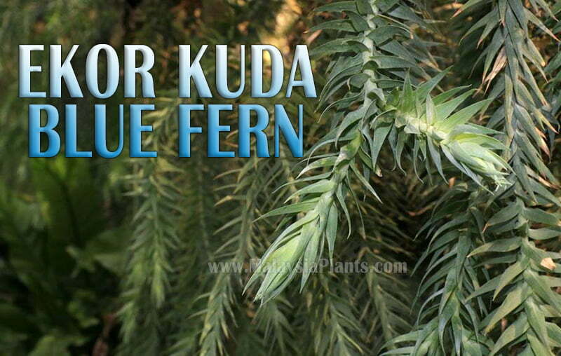 Blue Lycopodium Huperzia Ekor Kuda Fern