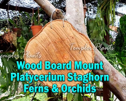 Malaysia Plants Indoor And Outdoor Plants In Malaysia