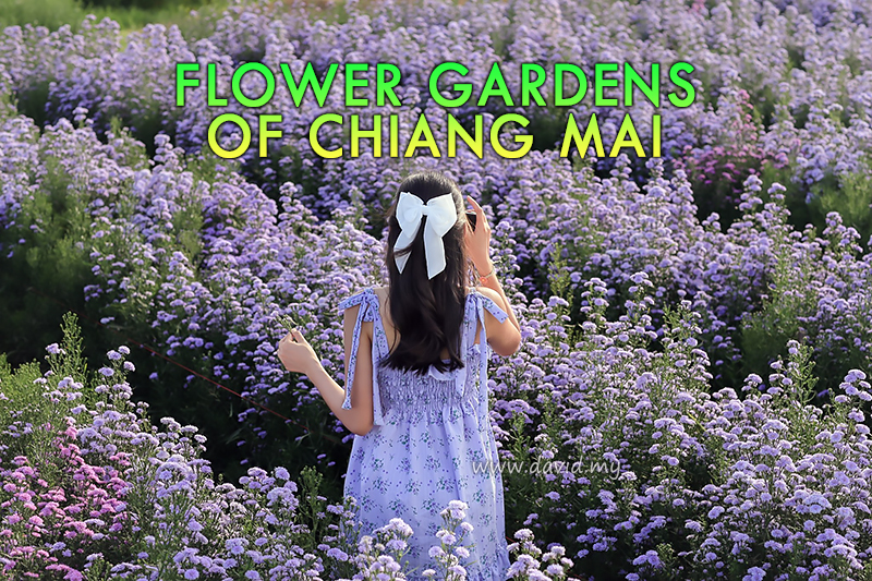 16 Flower Gardens in Chiang Mai