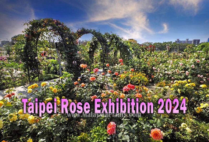 Taipei Rose Exhibition 2024