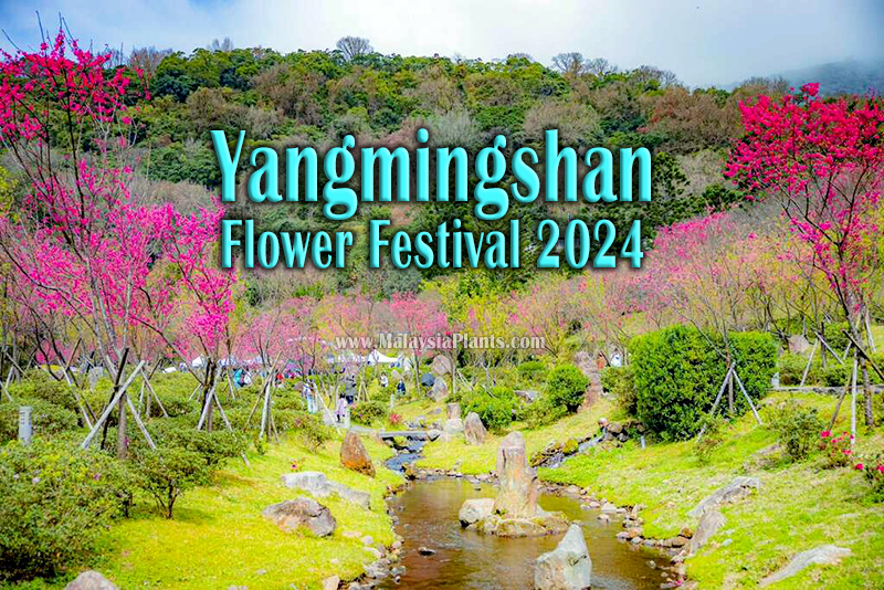 Yangmingshan Flower Festival 2024