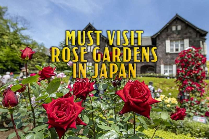 Must-Visit Rose Gardens in Japan