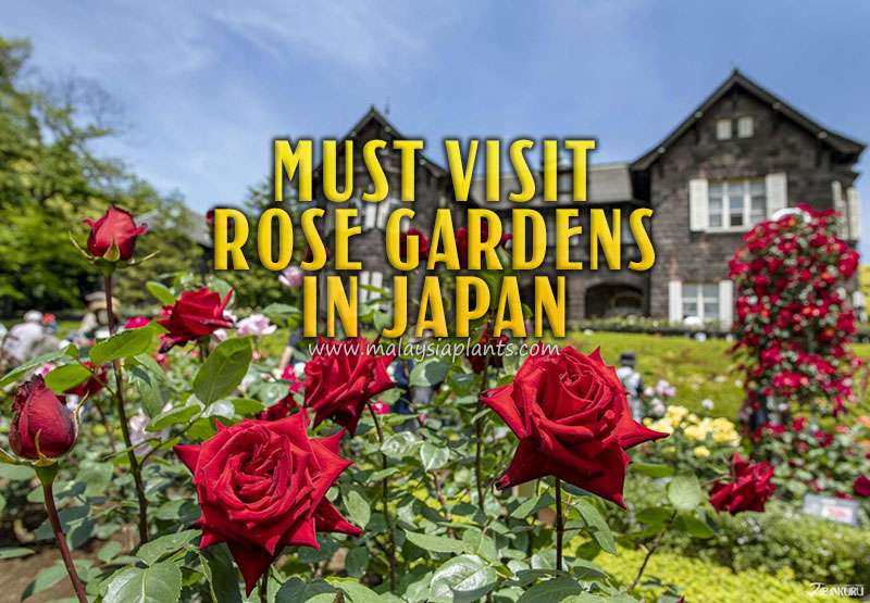 Best Rose Gardens in Japan