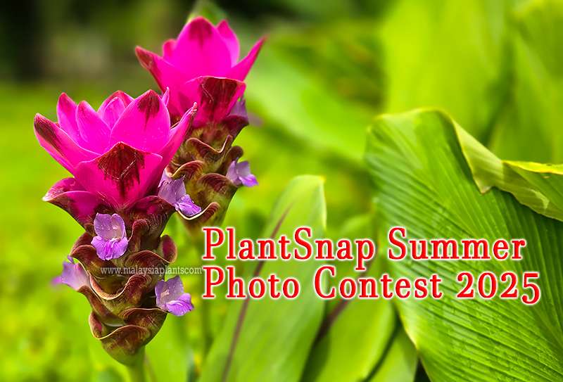 PlantSnap Photo Contest 2025