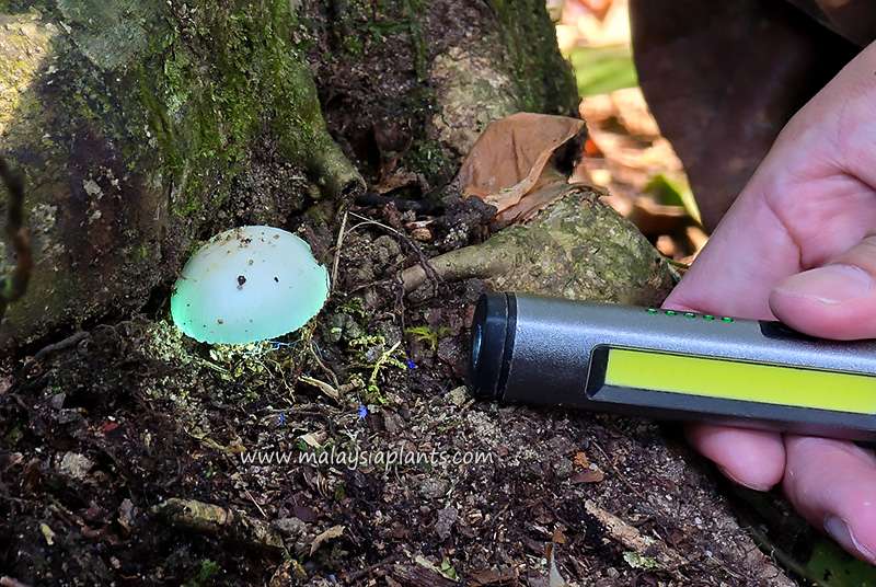 Mushroom Fungi Photography Malaysia