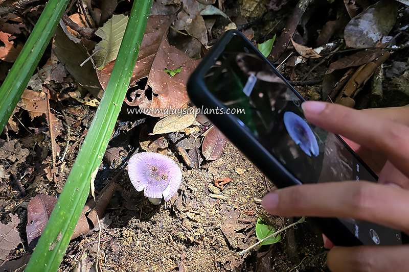 Mushroom Photography Malaysia