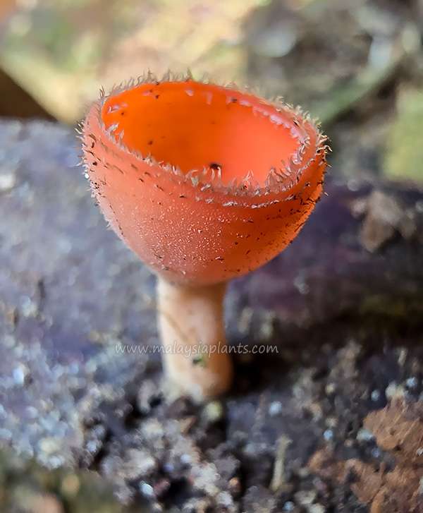 Malaysia Mushroom Fungi Photography