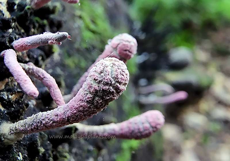 Mycology for Beginners 