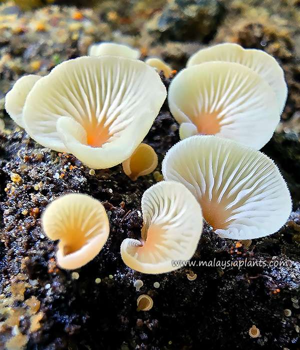 Malaysia Mycology Photography