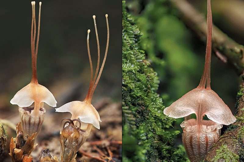 Rare Fairy Lantern Plant Discovered in Malaysia