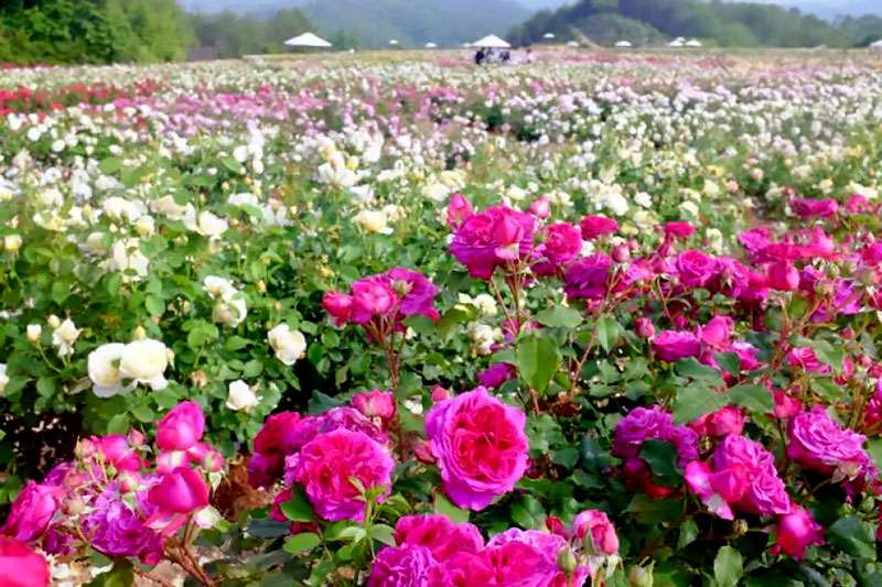 Hanabatake Rose Garden