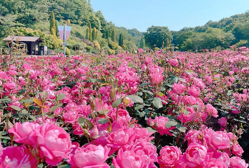 Gifu World Rose Garden 